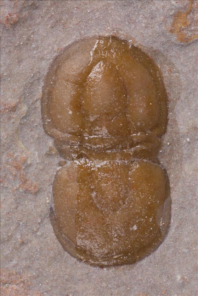 Picture of Hypagnostus parvifrons