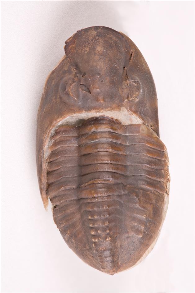 Picture of Ditomopyge scitula