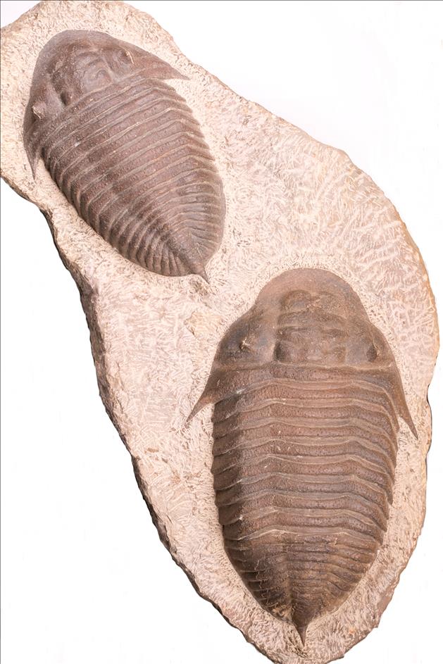 Picture of Burmeisterella sp. pair