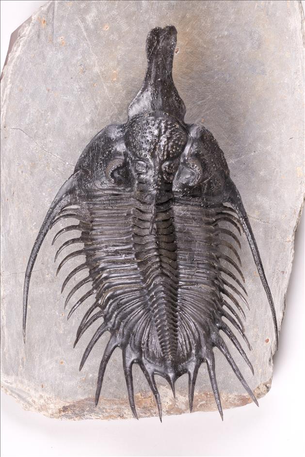 Picture of Psychopyge sp.