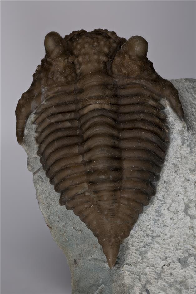 Picture of Encrinurus macrourus dorsal view