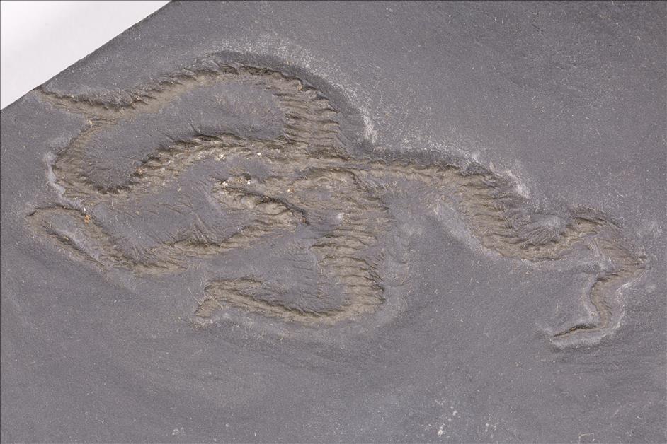Picture of Eospondylus primigenius