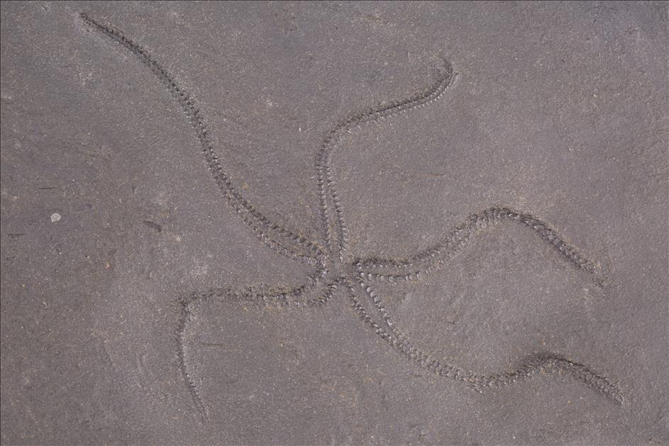 Picture of Urasterella asperula