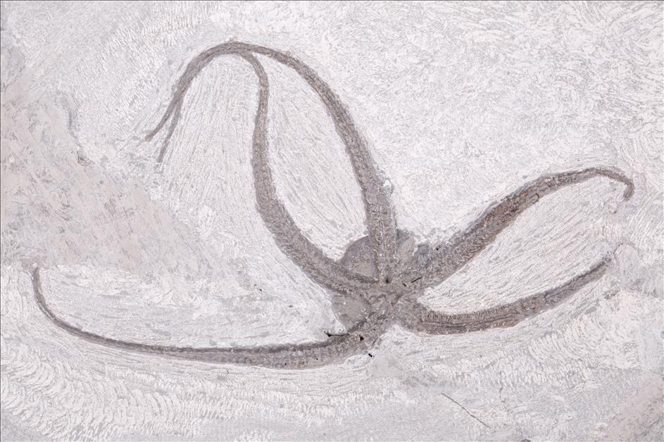 Picture of Protaster stellifer