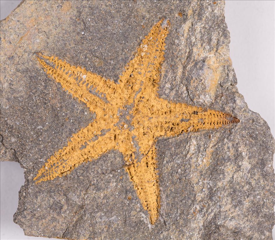 Picture of Petraster sp.