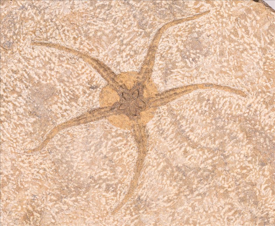 Picture of Ophiura sp.