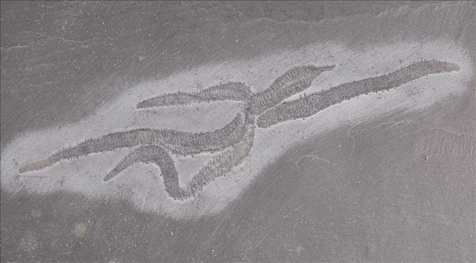 Picture of Urasterella verruculosa