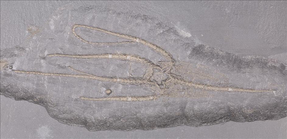 Picture of Furcaster paleozoicus