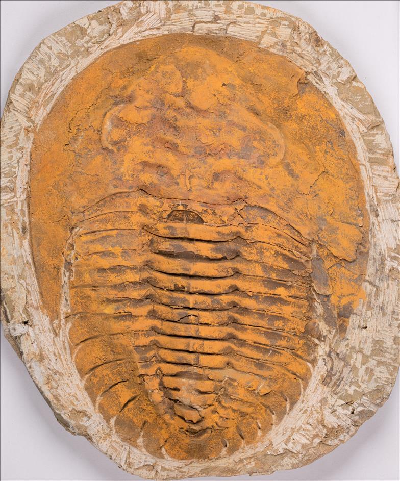 Picture of Andalusiana sp.