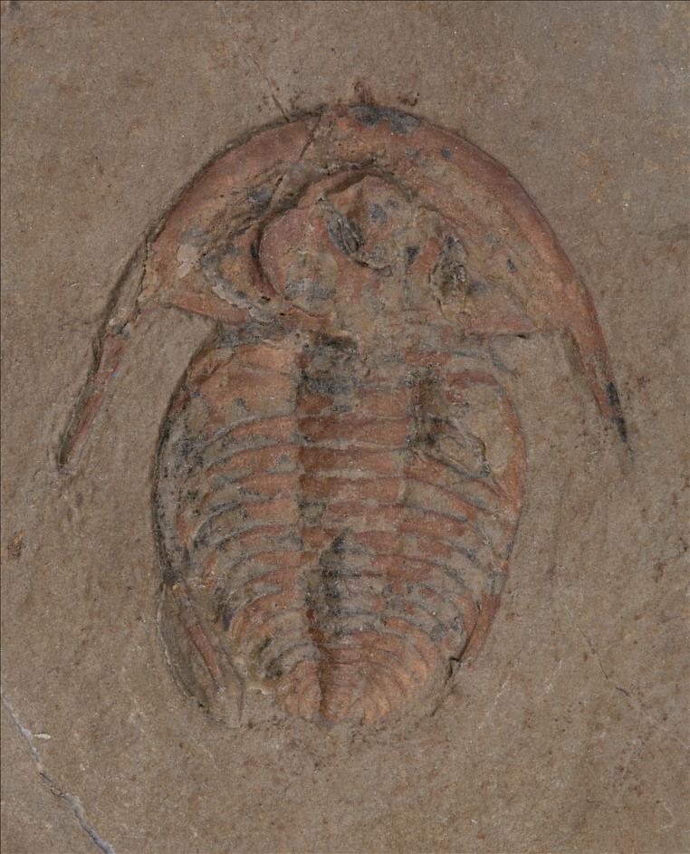 Picture of Archaeaspis macropleuron