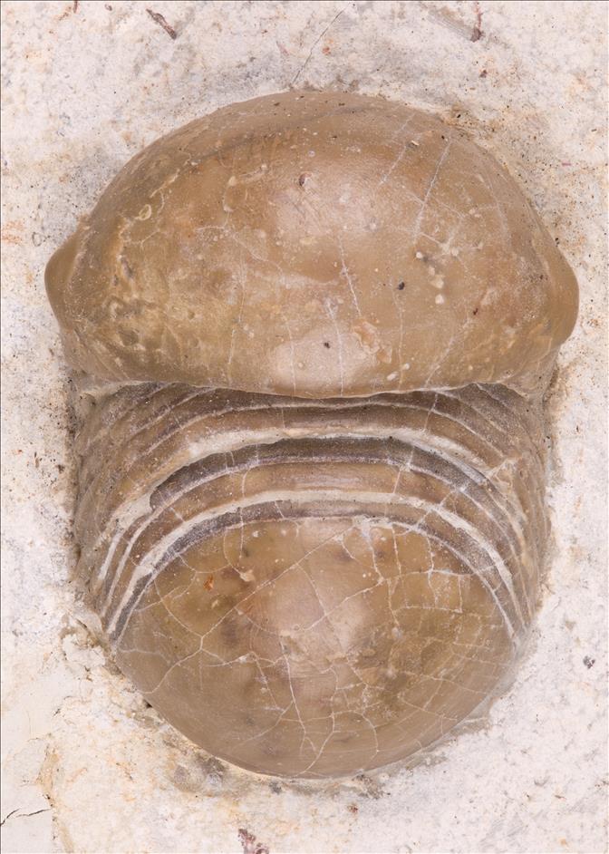 Picture of Bumastoides milleri, Specimen A
