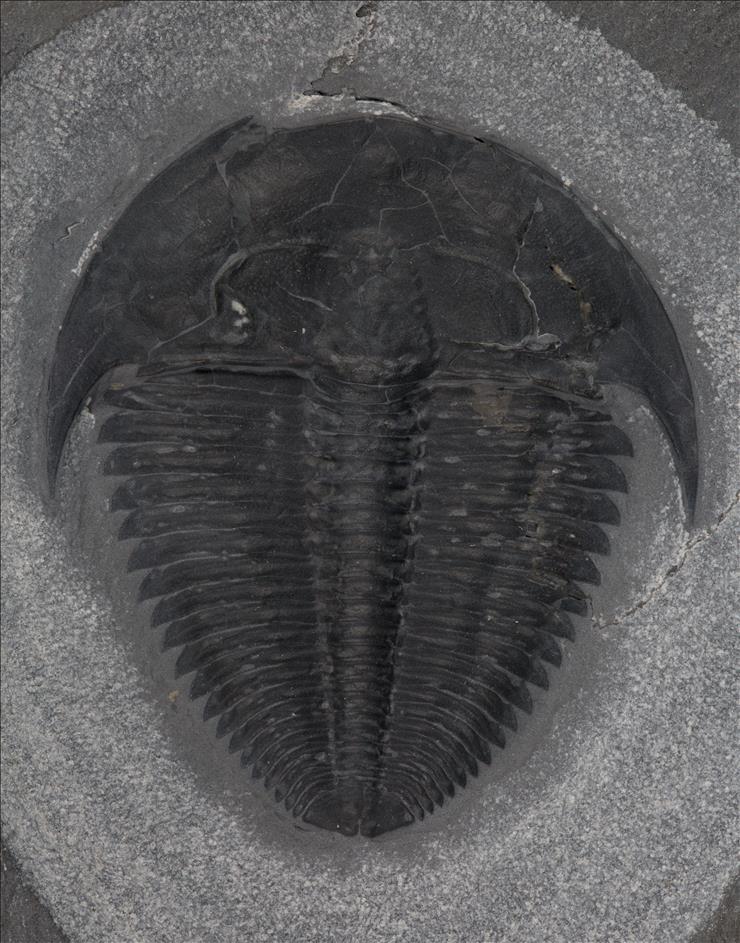 Picture of Amecephalus idahoense