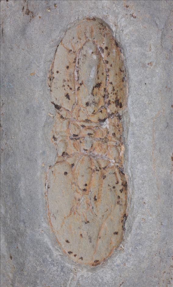 Picture of Tomagnostus fissus