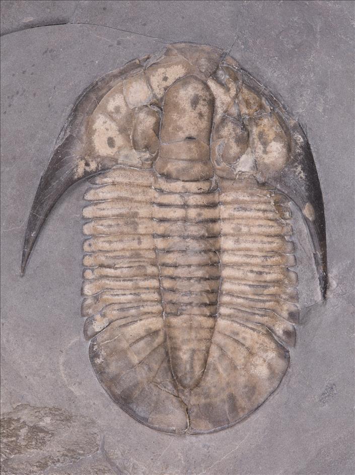 Picture of Bathyurellus teretus