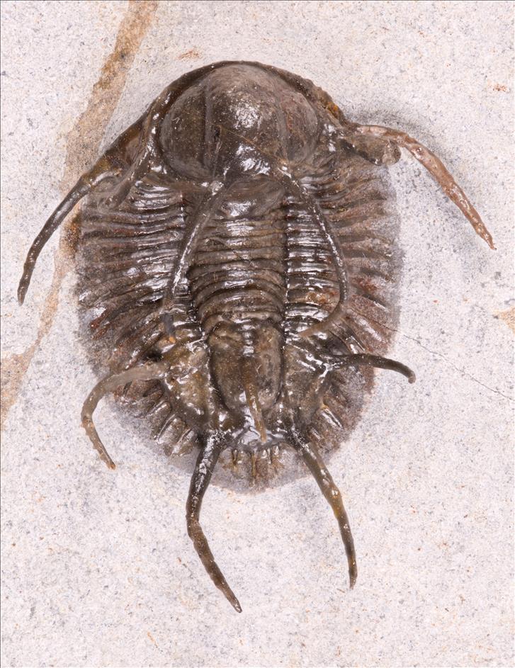 Picture of Ceratarges koumalii