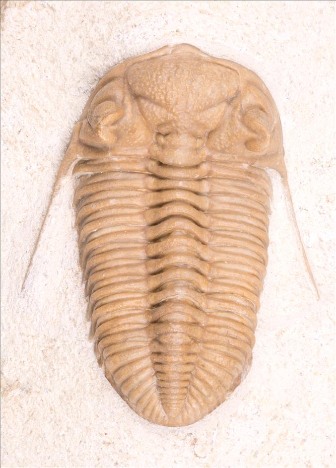 Picture of Prochasmops nasutus