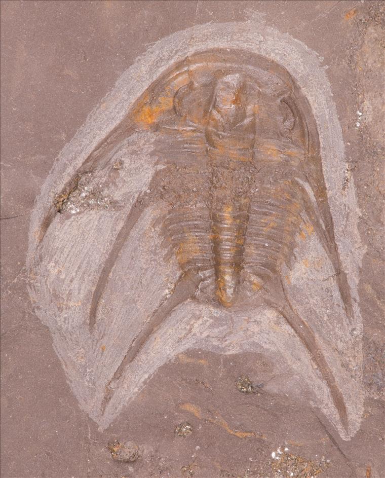 Picture of Temnoura sp.