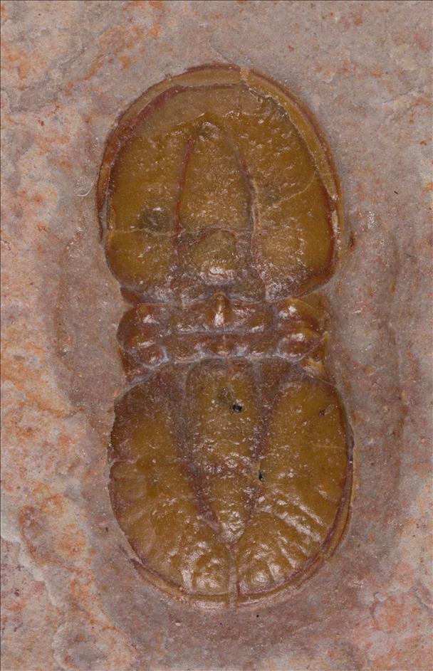 Picture of Ptychagnostus cuyanus