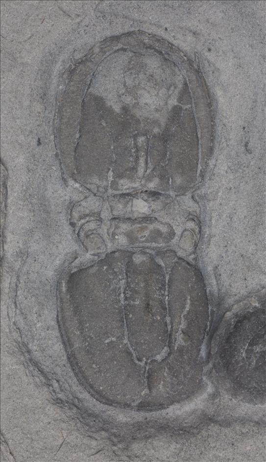 Picture of Pseudagnostus securiger