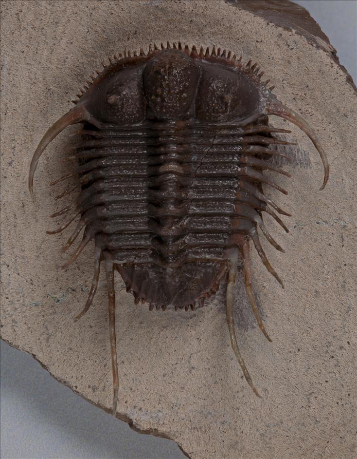 Picture of Cyphaspides nicoleae
