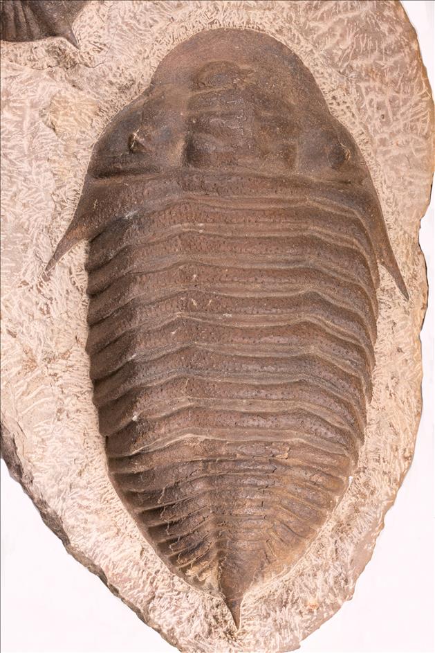 Picture of Burmeisterella sp large specimen