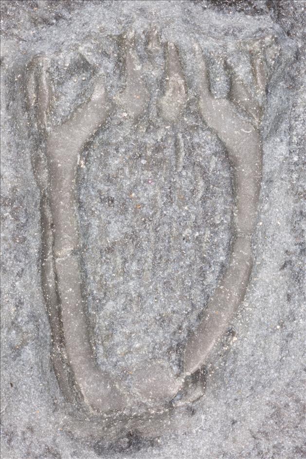 Picture of Ctenocystis utahensis A