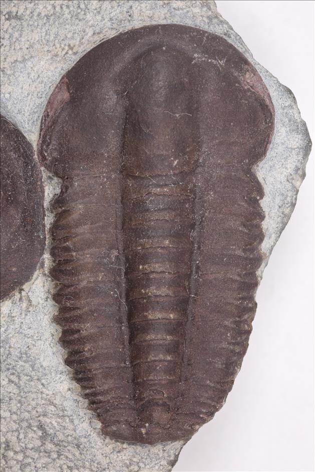 Picture of Ellipsocephalus hoffi