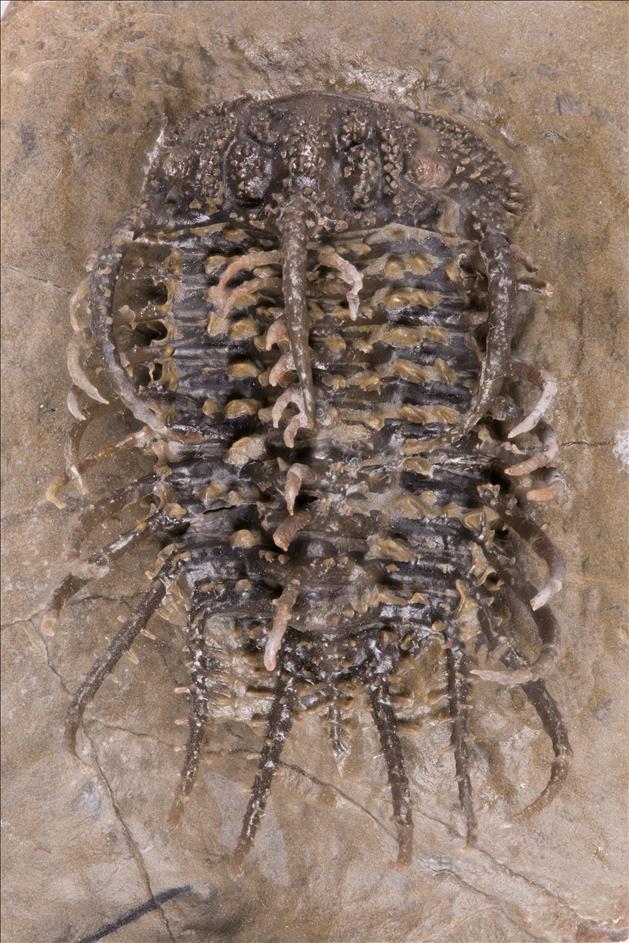 Picture of Koneprusia dahmani, specimen 2