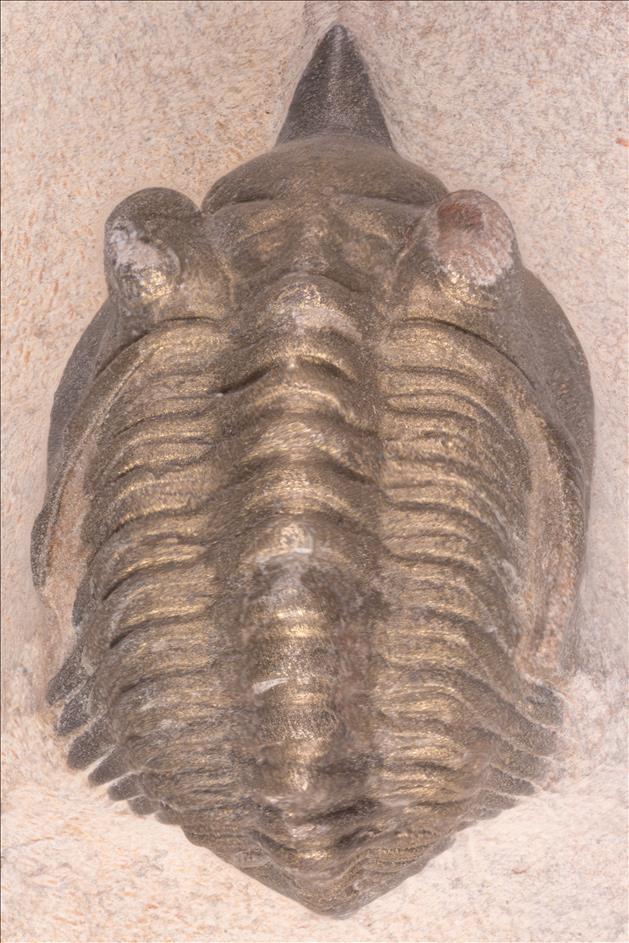 Picture of Minicryphaeus minimus