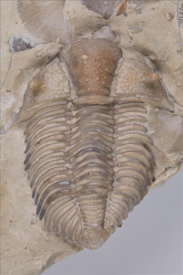 Picture of Frencrinuroides capitonis
