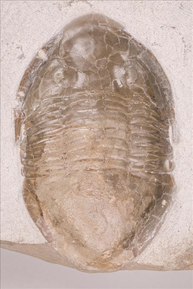 Picture of Isotelus iowensis