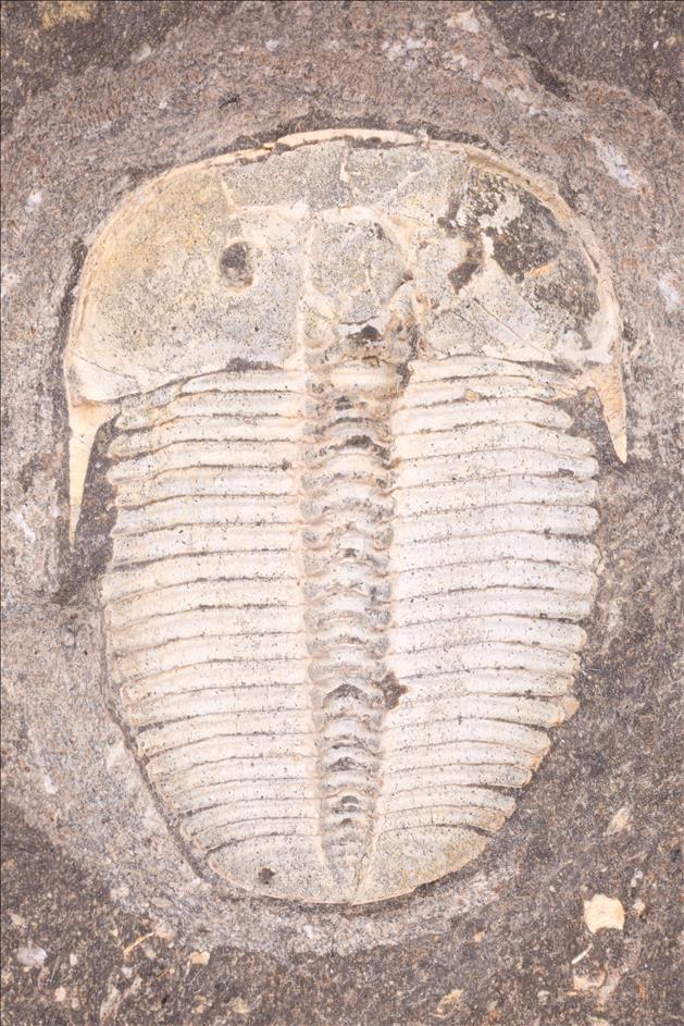 Picture of Aulacopleura konincki