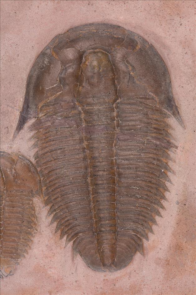 Picture of Utaspis marjumensis
