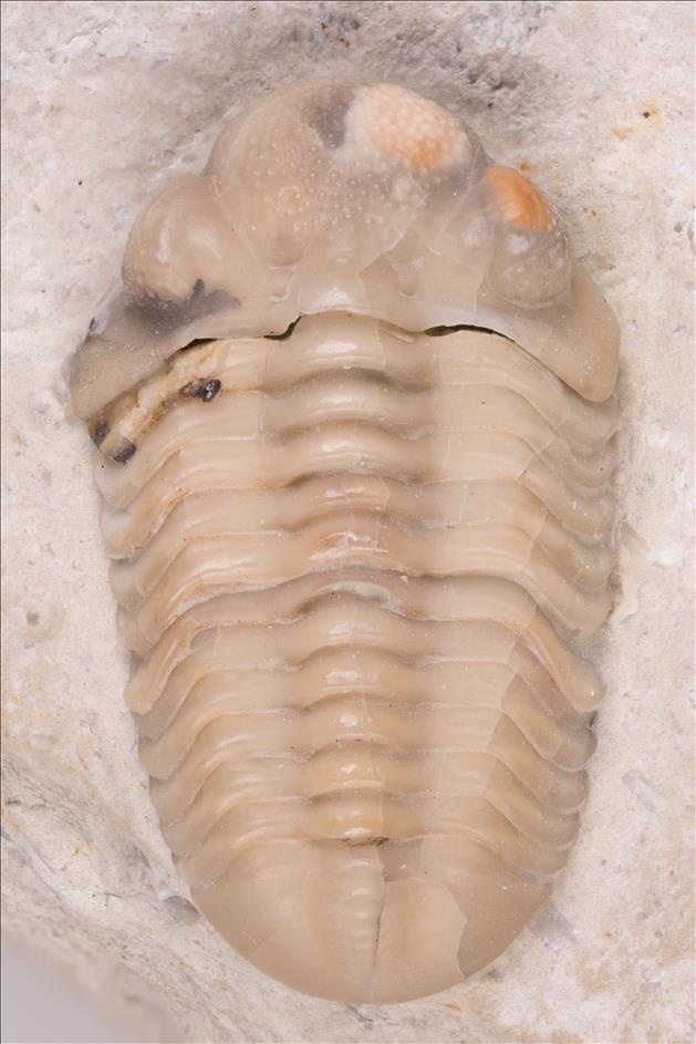 Picture of Ananaspis guttulus