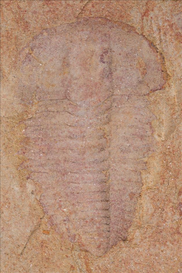 Picture of Palaeolenus lantenoisi