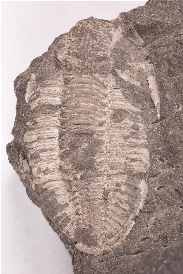 Picture of Piltonia kuehnei