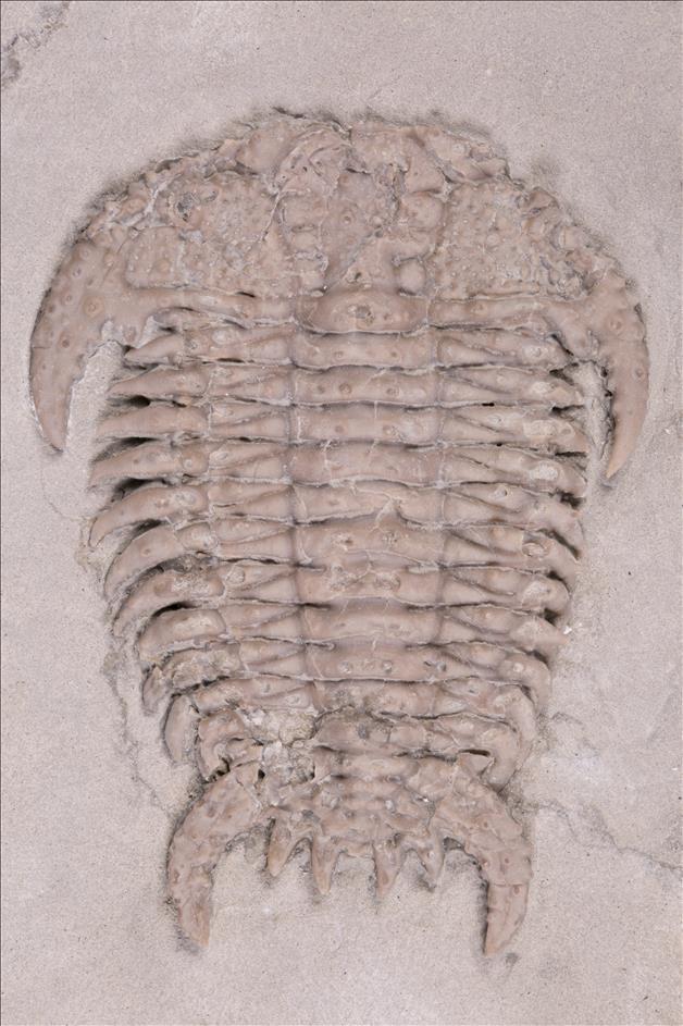 Picture of Bufoceraurus bispinosus