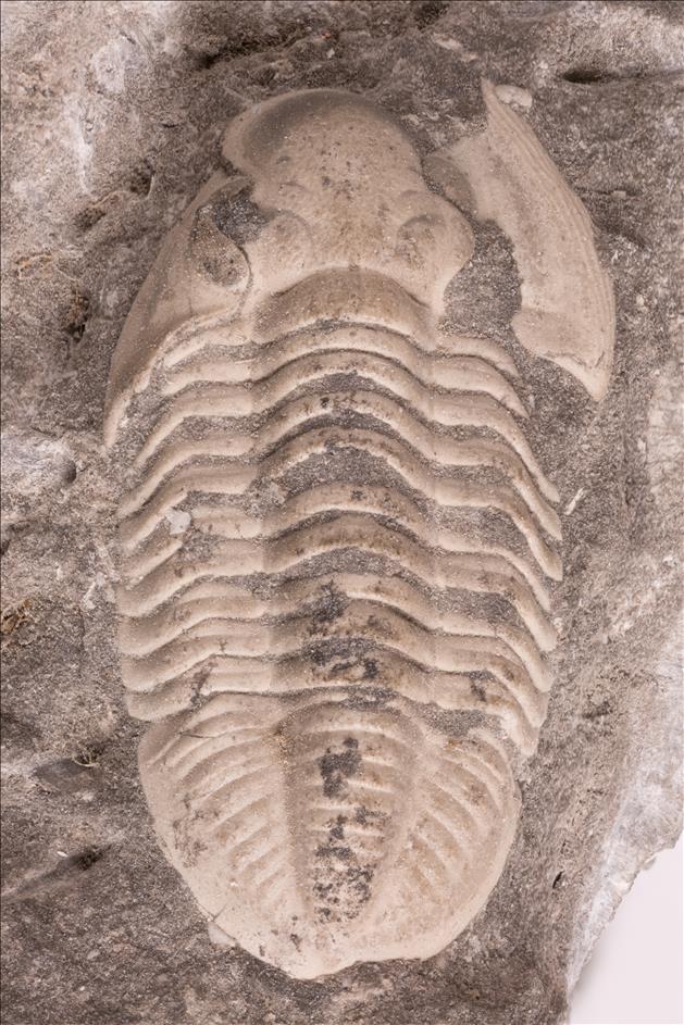 Picture of Phillipsia cf. derbensis