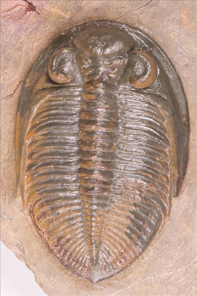 Picture of Odontochile sp.