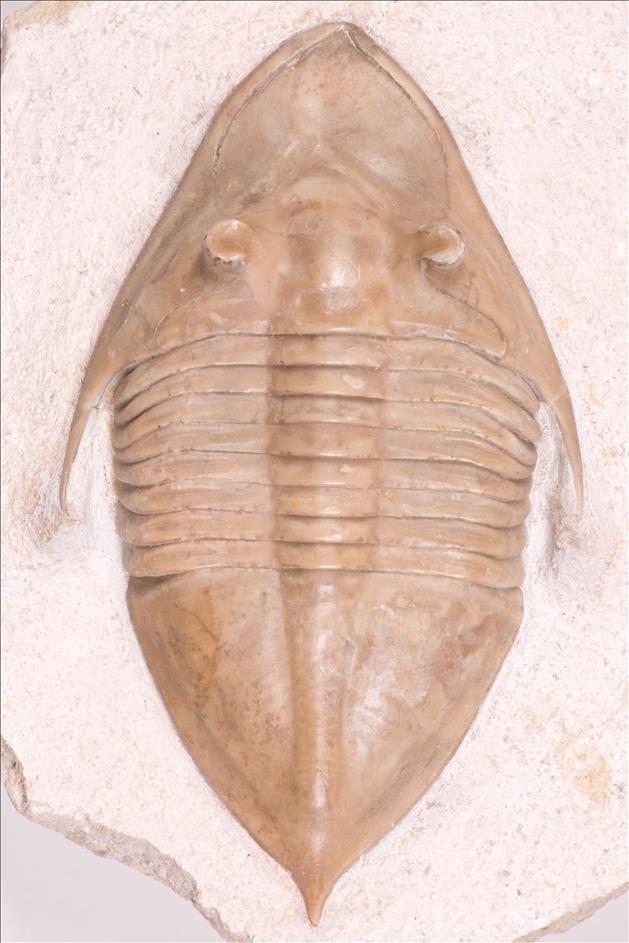 Picture of Megistaspidella triangularis
