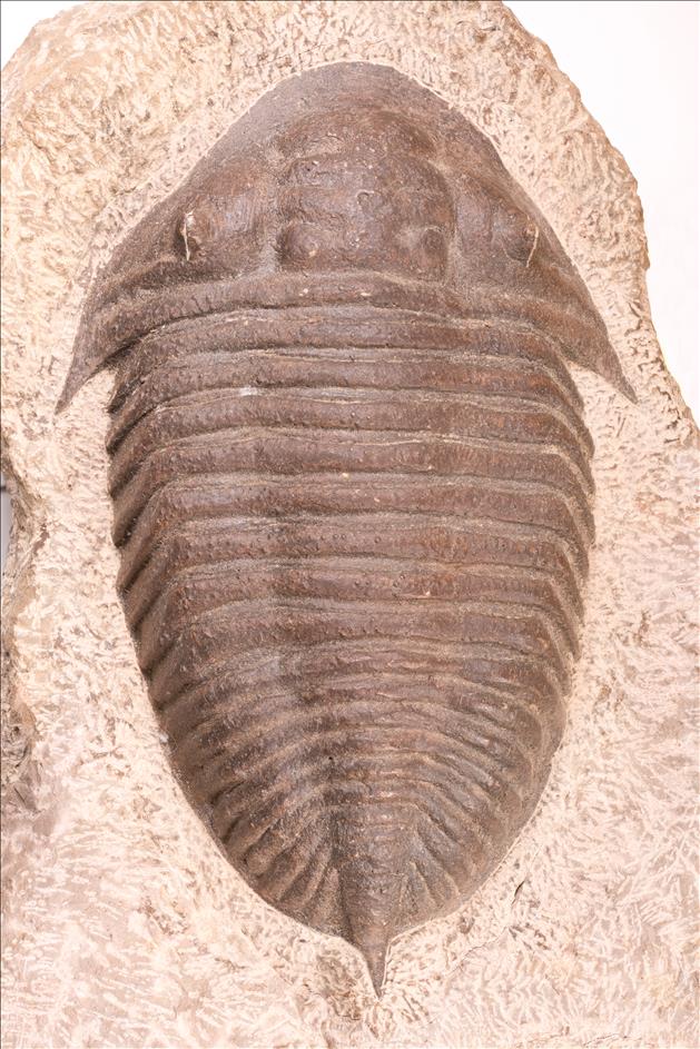 Picture of Burmeisterella sp. small specimen