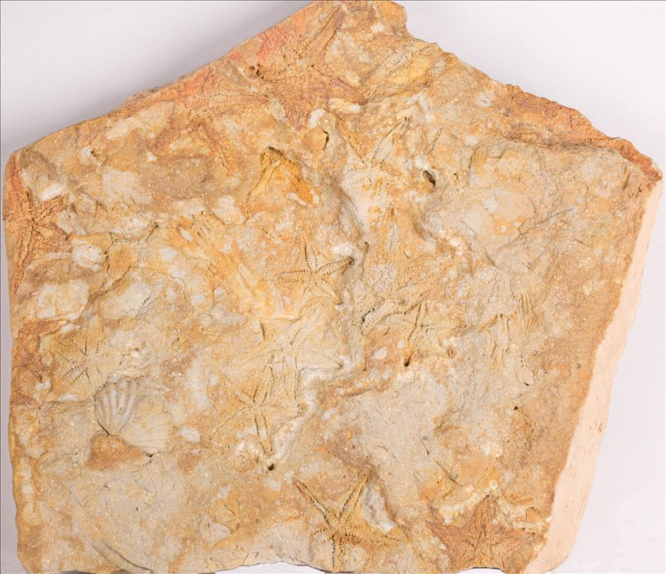 Picture of Urasterella selwyni plate