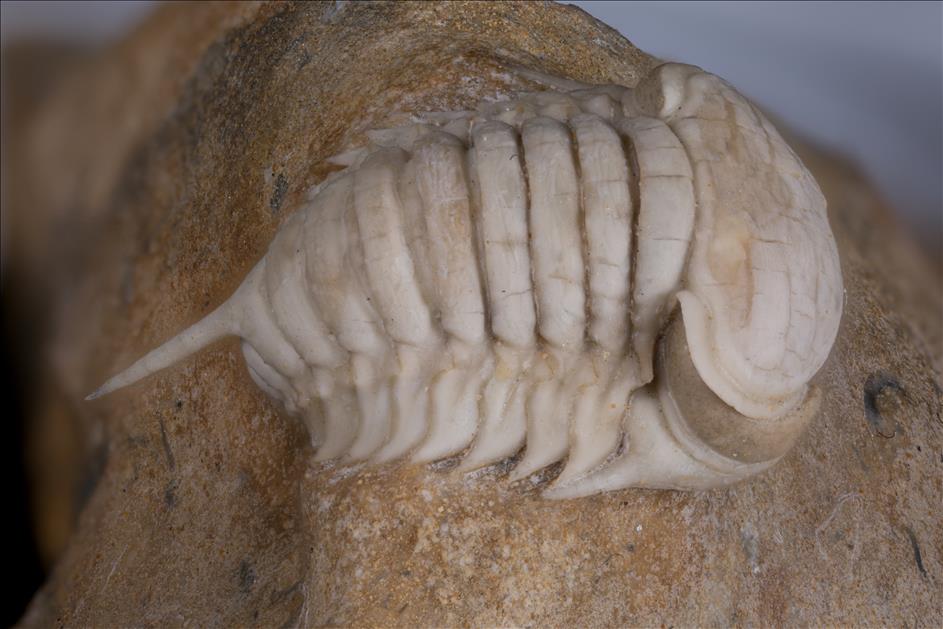 Picture of Remopleurides elongatus dorsolateral right
