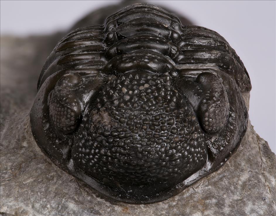 Picture of Pedinopariops sp. front view