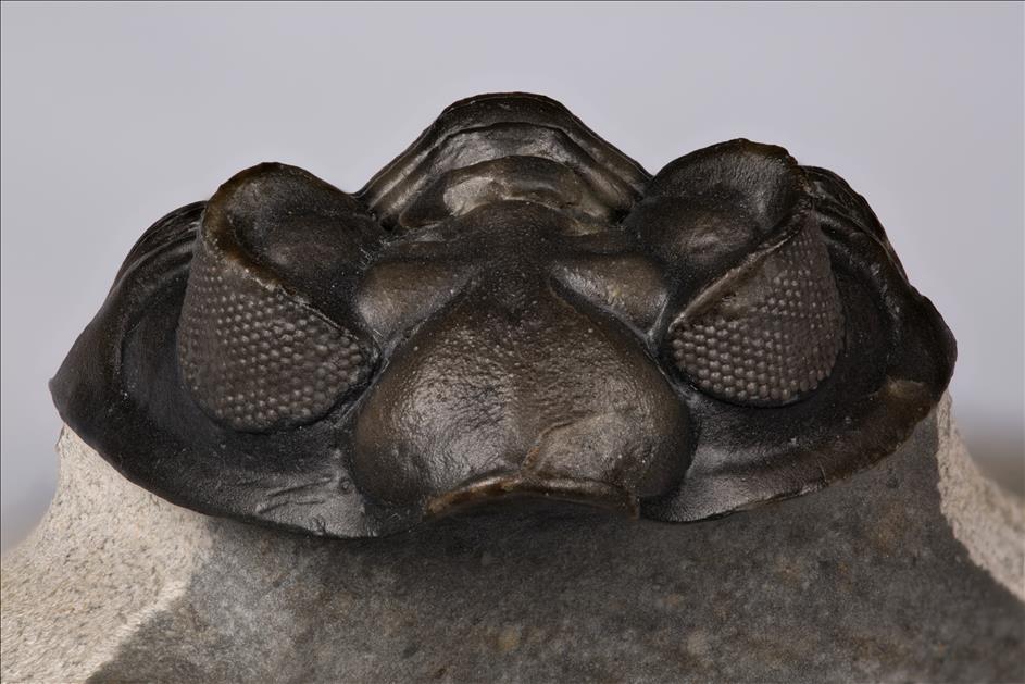 Picture of Coltraneia oufatenensis front view