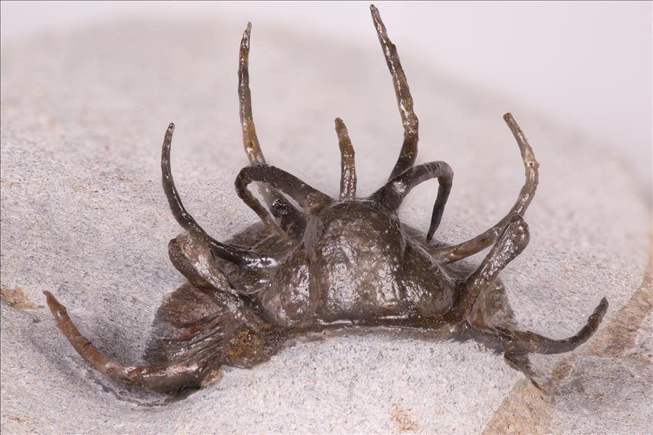 Picture of Ceratarges koumalii front