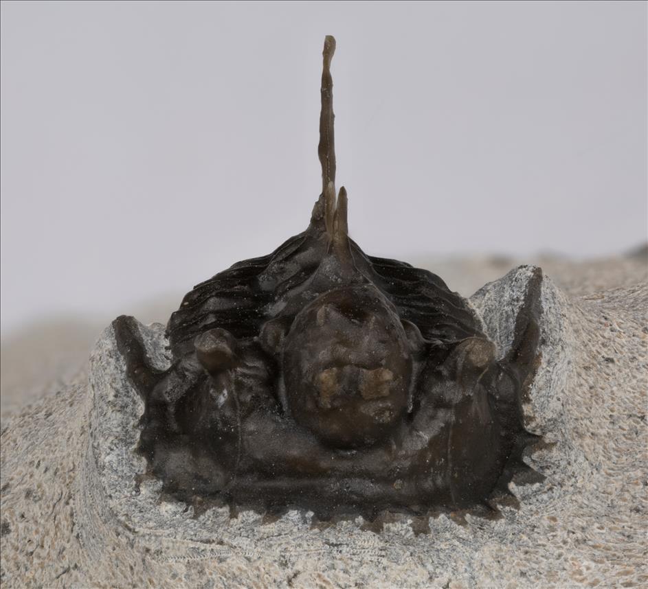 Picture of Otarionella lkomalii front