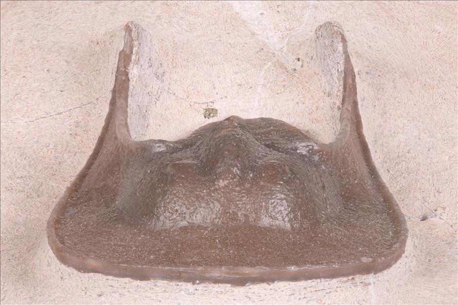 Picture of Large Harpes hamarlaghdadensis, front