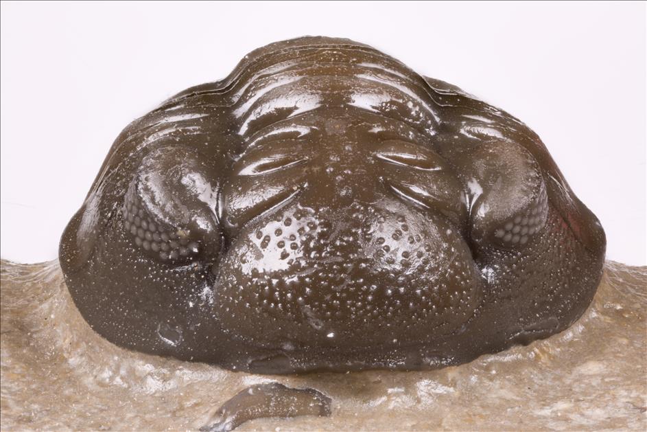 Picture of Acastoides zguilmensis front side