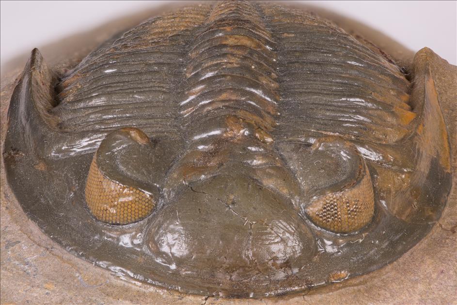 Picture of Odontochile sp. front